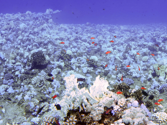 地點:沙特阿拉伯紅海Farasan島岸邊 2015年全球大規模珊瑚白化現象中紅海Farasan島岸邊一株已白化的珊瑚。 (照片提供: Till Röthig)